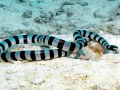 Black-banded Sea Krait