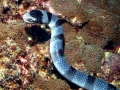 Black-banded Sea Krait