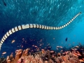 Black-banded Sea Krait