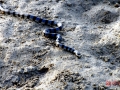 Black-banded Sea Krait