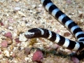 Black-banded Sea Krait