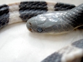 Black-banded Sea Krait