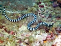Black-banded Sea Krait