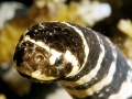 Black-banded Sea Krait