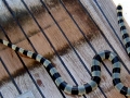 Black-banded Sea Krait