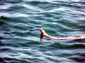 Black-banded Sea Krait