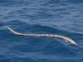Black-banded Sea Krait