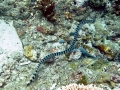 Black-banded Sea Krait