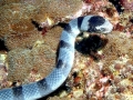 Black-banded Sea Krait