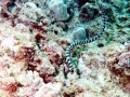 Black-banded Sea Krait