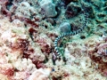 Black-banded Sea Krait