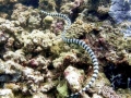 Black-banded Sea Krait