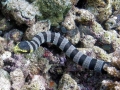 Black-banded Sea Krait