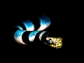 Black-banded Sea Krait