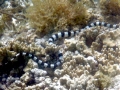 Black-banded Sea Krait