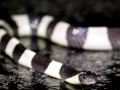 Black-banded Sea Krait
