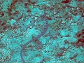 Black-banded Sea Krait