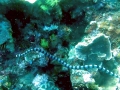 Black-banded Sea Krait