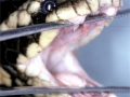 Black-banded Sea Krait