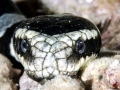 Black-banded Sea Krait