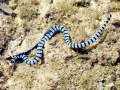 Black-banded Sea Krait