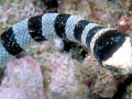 Black-banded Sea Krait