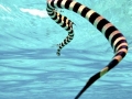 Black-banded Sea Krait