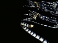 Black-banded Sea Krait