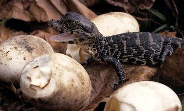 Black Caiman