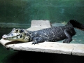 Black Caiman