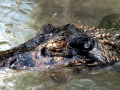 Black Caiman