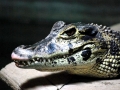 Black Caiman