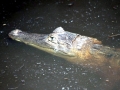 Black Caiman