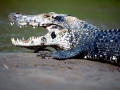 Black Caiman