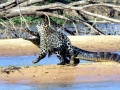 Black Caiman