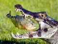 Black Caiman