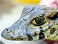 Black Caiman