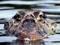 Black Caiman