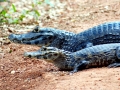 Black Caiman