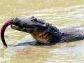 Black Caiman