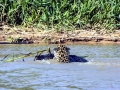 Black Caiman
