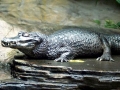 Black Caiman