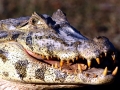 Black Caiman