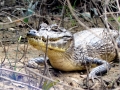 Black Caiman