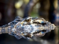Black Caiman