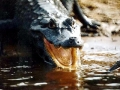 Black Caiman