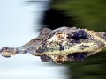 Black Caiman