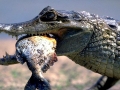 Black Caiman