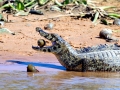 Black Caiman