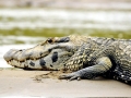 Black Caiman